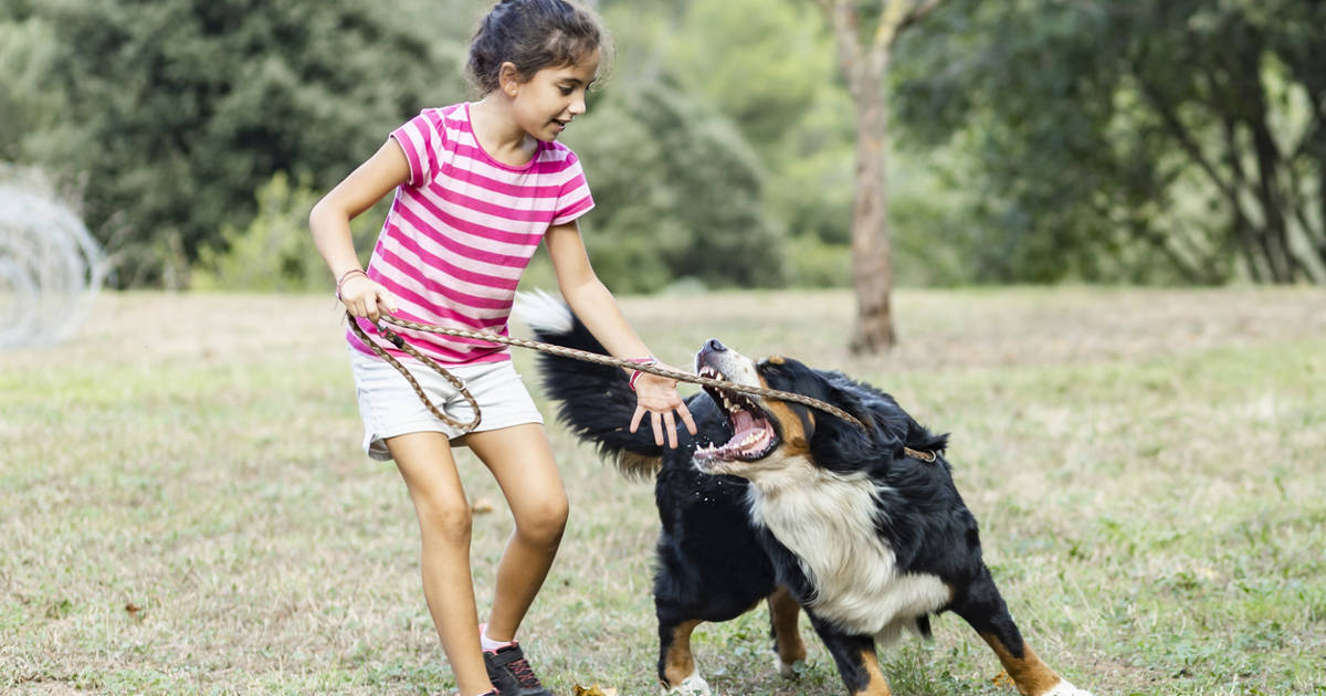 qué hacer si tu cachorro te muerde y te rompe la piel